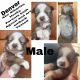 Siberian Husky Puppies for sale in Columbia, TN 38401, USA. price: NA