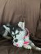 Siberian Husky Puppies for sale in McCall, ID 83638, USA. price: NA