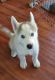 Siberian Husky Puppies for sale in Solano County, CA, USA. price: NA