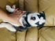 Siberian Husky Puppies for sale in 4254 E 9th Ln, Hialeah, FL 33013, USA. price: $1,000