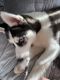 Siberian Husky Puppies for sale in Bloomfield Hills, MI 48304, USA. price: $600