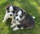 Siberian Husky Puppies for sale in Gridley, IL 61744, USA. price: $500