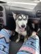 Siberian Husky Puppies for sale in 890A SW 80th Ave, North Lauderdale, FL 33068, USA. price: NA