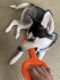 Siberian Husky Puppies for sale in Horsham, PA, USA. price: NA