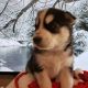 Siberian Husky Puppies for sale in Hobbs, NM, USA. price: NA