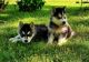 Siberian Husky Puppies for sale in White House, TN, USA. price: NA