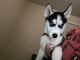 Siberian Husky Puppies for sale in Louisville, KY, USA. price: $700