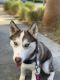 Siberian Husky Puppies for sale in Chino, CA, USA. price: NA