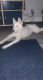 Siberian Husky Puppies for sale in 2408 Tam Dr, Las Vegas, NV 89102, USA. price: NA