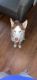 Siberian Husky Puppies for sale in Kinston, NC, USA. price: NA