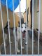 Siberian Husky Puppies for sale in 14859 Lanark St, Van Nuys, CA 91402, USA. price: NA