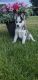 Siberian Husky Puppies for sale in Middlebury, IN 46540, USA. price: NA