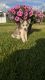Siberian Husky Puppies for sale in Middlebury, IN 46540, USA. price: NA