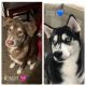 Siberian Husky Puppies for sale in Florence, SC, USA. price: $400