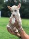 Siberian Husky Puppies for sale in 7622 Sheryl Dr, Norfolk, VA 23505, USA. price: NA