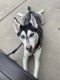 Siberian Husky Puppies for sale in Rosemont, IL 60018, USA. price: NA