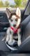 Siberian Husky Puppies for sale in Scranton, PA, USA. price: NA
