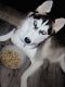 Siberian Husky Puppies for sale in Webster, TX, USA. price: NA