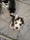 Siberian Husky Puppies for sale in Mesa, AZ 85208, USA. price: NA