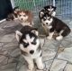 Siberian Husky Puppies for sale in Louisville, KY, USA. price: $700
