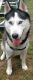 Siberian Husky Puppies for sale in Millersburg, OH 44654, USA. price: NA