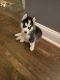 Siberian Husky Puppies for sale in Yonkers, NY, USA. price: NA