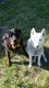 Siberian Husky Puppies for sale in Kearney, NE, USA. price: NA