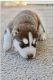 Siberian Husky Puppies for sale in Cedar Falls, IA, USA. price: $1,200