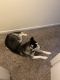 Siberian Husky Puppies for sale in West Chester, OH 44699, USA. price: NA