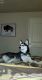 Siberian Husky Puppies for sale in Welling, OK, USA. price: NA