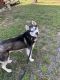Siberian Husky Puppies for sale in Searcy, AR, USA. price: NA