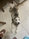 Siberian Husky Puppies for sale in Keansburg, NJ, USA. price: $1,800