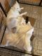 Siberian Husky Puppies for sale in Hialeah, FL 33012, USA. price: $1,300