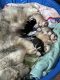 Siberian Husky Puppies for sale in Fort Ripley, MN 56449, USA. price: NA