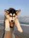 Siberian Husky Puppies for sale in Jacksonville, NC 28543, USA. price: NA