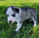 Siberian Husky Puppies for sale in Whiting, IN 46394, USA. price: NA