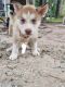 Siberian Husky Puppies for sale in Porter, TX 77365, USA. price: $350