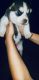 Siberian Husky Puppies for sale in Frackville, PA 17931, USA. price: NA