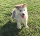 Siberian Husky Puppies for sale in Delta, AL 36258, USA. price: NA