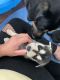 Siberian Husky Puppies for sale in Augusta, GA 30909, USA. price: $250