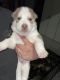 Siberian Husky Puppies for sale in 2794 S Salem Ct, San Bernardino, CA 92408, USA. price: $850