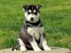 Siberian Husky Puppies for sale in South Dayton, NY 14138, USA. price: NA
