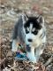 Siberian Husky Puppies for sale in Waverly, IL 62692, USA. price: NA