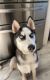 Siberian Husky Puppies for sale in PT CHARLOTTE, FL 33981, USA. price: $500