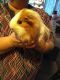 Silkie or Sheltie Guinea Pig Rodents