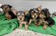 Silky Terrier Puppies for sale in Warrenton, VA, USA. price: NA