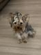 Silky Terrier Puppies for sale in Deerfield Beach, FL, USA. price: $1,700