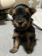 Silky Terrier Puppies for sale in Northern California, CA, USA. price: NA