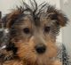 Silky Terrier Puppies for sale in Eastlake, OH, USA. price: NA