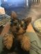 Silky Terrier Puppies for sale in Lakeland, FL, USA. price: NA
